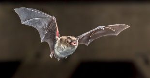 Dans la famille biodiversité ordinaire, protégeons les chauve-souris !
