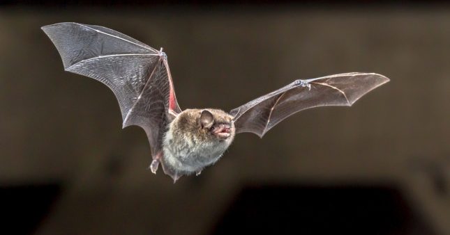 Dans la famille biodiversité ordinaire, protégeons les chauve-souris !