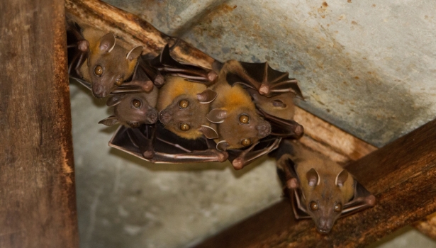 Chauves-souris vivant sous le toit, dans un grenier.