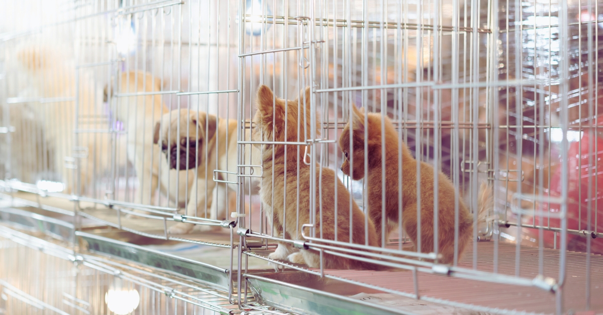 Chiens et chats en animalerie