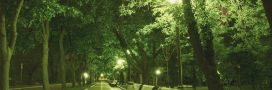 L'éclairage urbain aggrave bien les allergies, voici comment