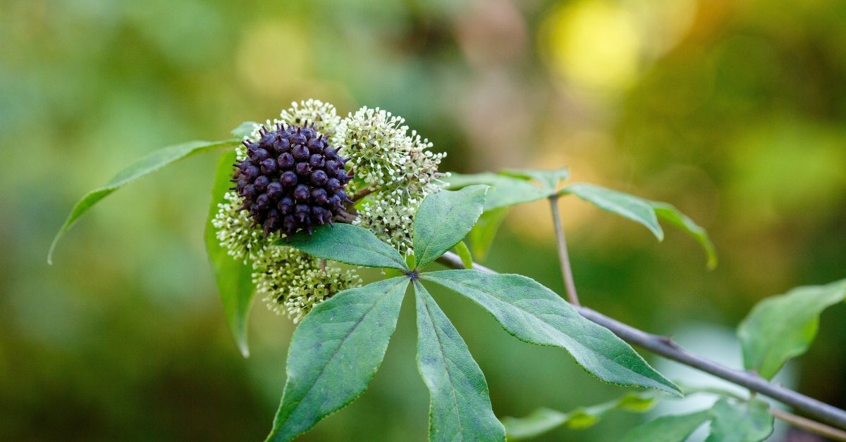 Éleuthérocoque : comment bien l’utiliser pour booster l’énergie (sans faire n’importe quoi)