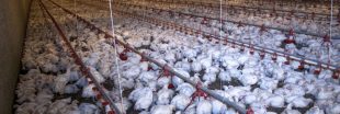 Fermes-usines : les nouvelles règles qui facilitent l'extension de l'élevage intensif en France