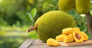 Le jacquier, un fruit qui remplace la viande Le jacquier, un fruit qui remplace la viande