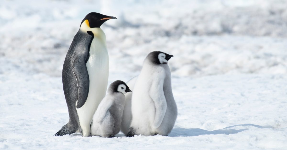 Une nouvelle menace mortelle pour les manchots empereurs Une nouvelle menace mortelle pour les manchots empereurs