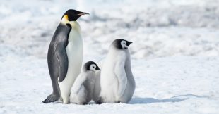 Une nouvelle menace mortelle pour les manchots empereurs Une nouvelle menace mortelle pour les manchots empereurs