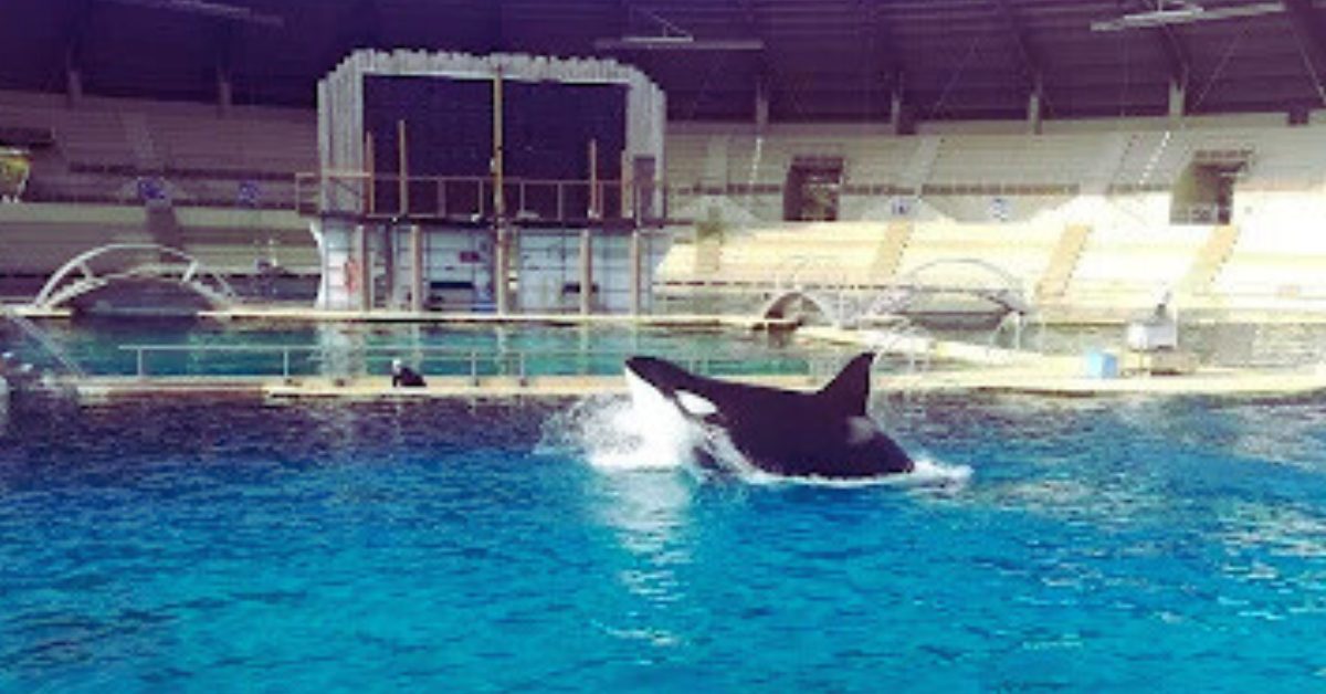 Marineland : un rapport d’expertise alarmant sur l’état des bassins des orques Marineland : un rapport d’expertise alarmant sur l’état des bassins des orques
