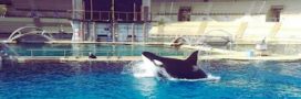 Marineland : un rapport d'expertise alarmant sur l'état des bassins des orques