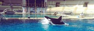 Marineland : un rapport d'expertise alarmant sur l'état des bassins des orques