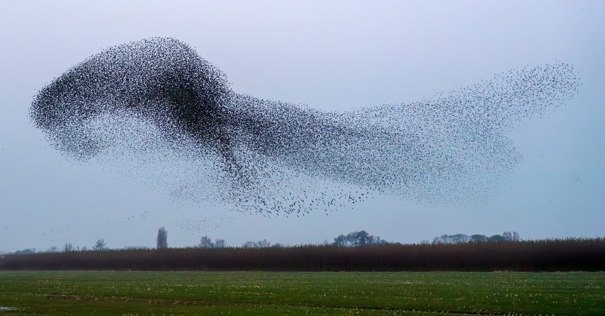 Etourneaux : comment volent-ils en nuées ?