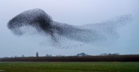 Etourneaux : comment volent-ils en nuées ? Etourneaux : comment volent-ils en nuées ?
