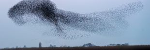 Etourneaux : comment volent-ils en nuées ?