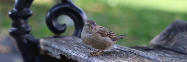 oiseau sur un banc en ville