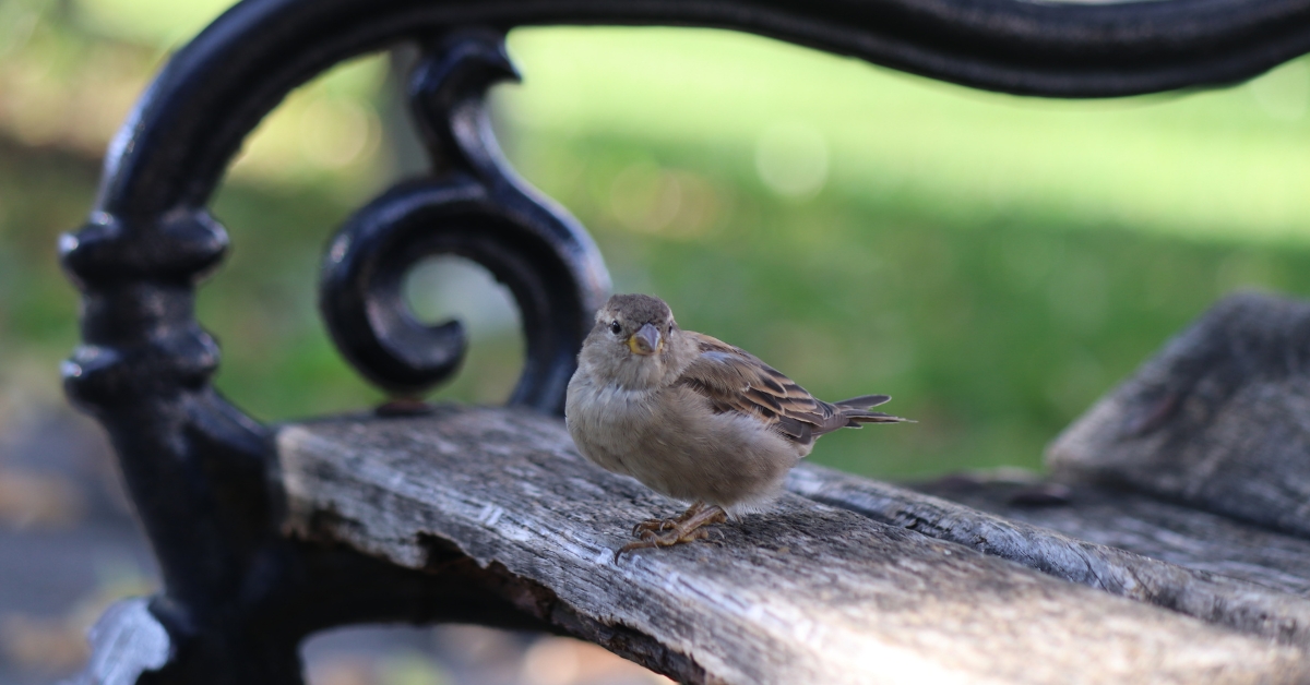 Les oiseaux victimes de la pollution sonore humaine
