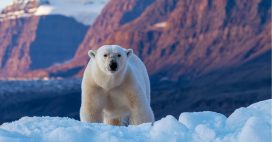 Journée mondiale de l’ours polaire : la banquise fond, l’espèce peut-elle survivre ? Journée mondiale de l’ours polaire : la banquise fond, l’espèce peut-elle survivre ?