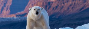 Journée mondiale de l'ours polaire : la banquise fond, l'espèce peut-elle survivre ?