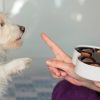 Alerte, mon chien a mangé du chocolat !