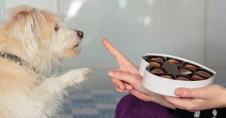 Alerte, mon chien a mangé du chocolat !