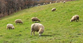 Changement climatique : jusqu’à la moitié des pâturages pourraient disparaître