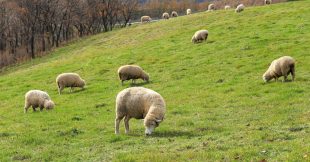 Changement climatique : jusqu'à la moitié des pâturages pourraient disparaître