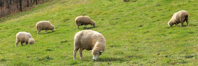 La spiruline en 5 faits étonnants et souvent méconnus La spiruline en 5 faits étonnants et souvent méconnus