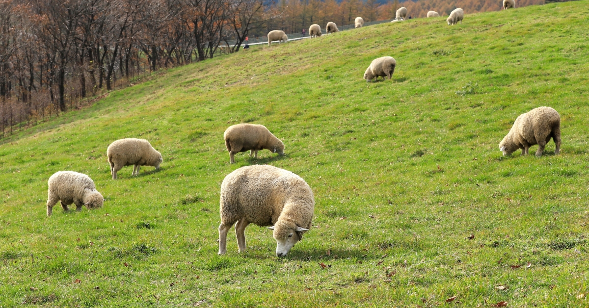 Changement climatique : jusqu'à la moitié des pâturages pourraient disparaître