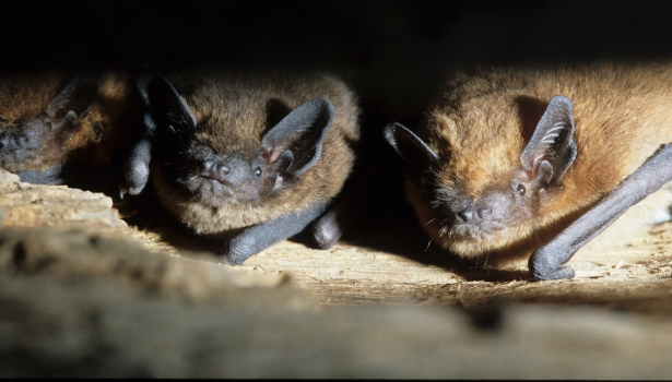 Pipistrelle commune