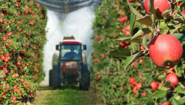 pesticides sur les pommes