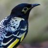 Un oiseau menacé d'extinction réapprend à chanter pour survivre Un oiseau menacé d'extinction réapprend à chanter pour survivre