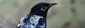Un oiseau menacé d'extinction réapprend à chanter pour survivre
