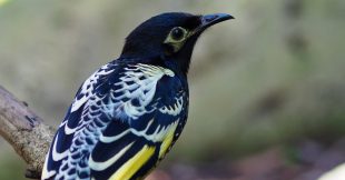 Un oiseau menacé d'extinction réapprend à chanter pour survivre