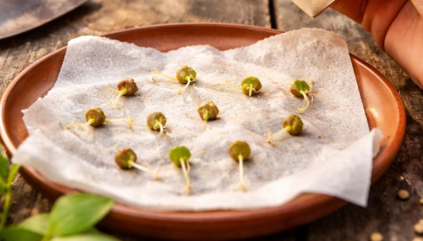 Crescendo de germination printanière