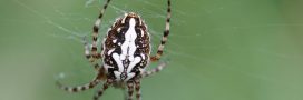 Insectes et araignées disparaissent : ce que cela pourrait changer pour nous