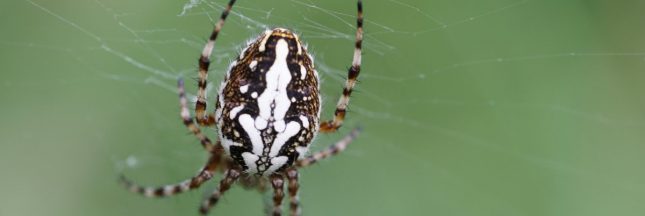 disparition des araignees