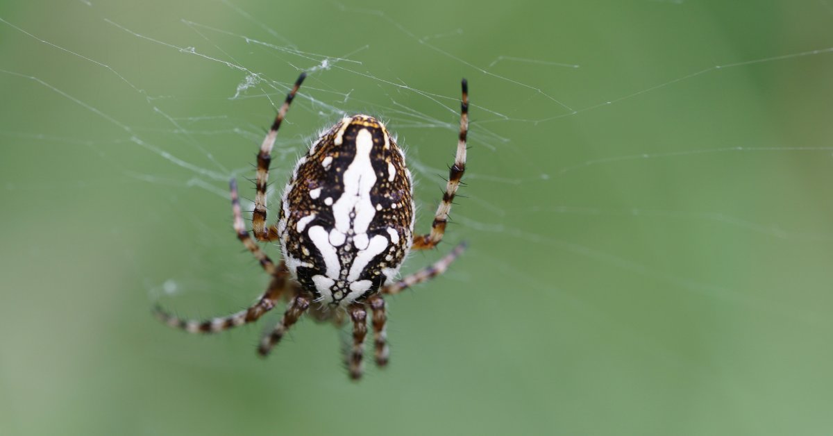 Insectes et araignées disparaissent : ce que cela pourrait changer pour nous