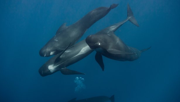baleine franche Atlantique Nord