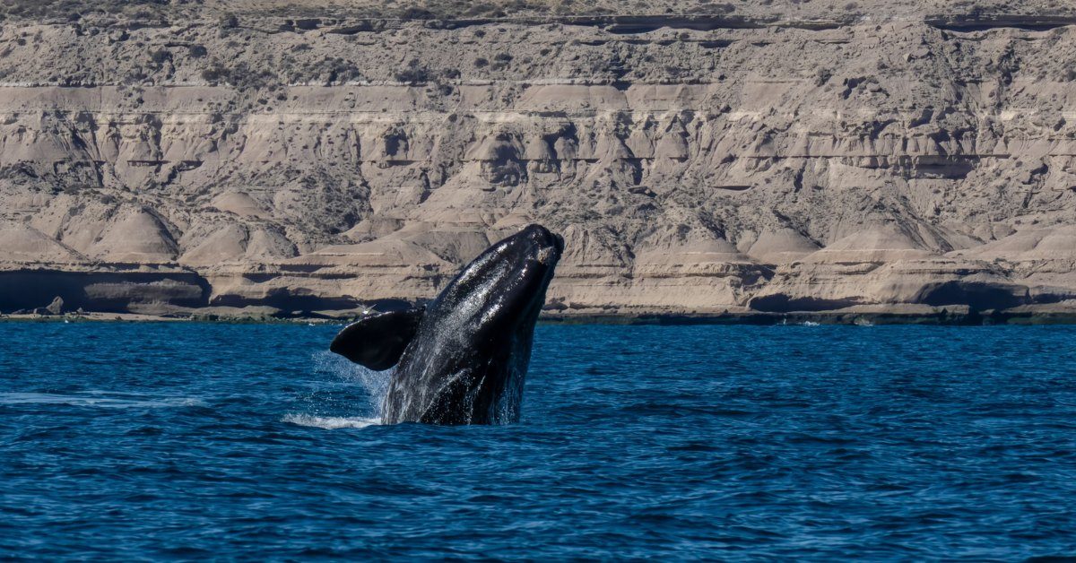 Les baleines noires victimes de Donald Trump ? Les baleines noires victimes de Donald Trump ?