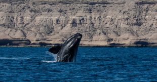 Les baleines noires victimes de Donald Trump ? Les baleines noires victimes de Donald Trump ?