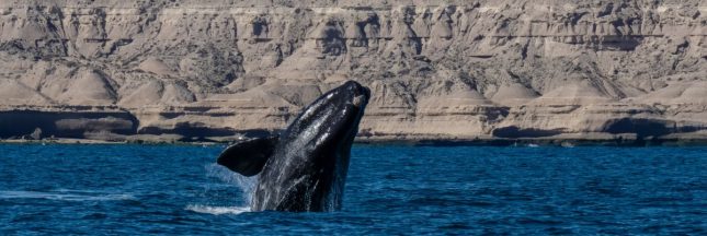 Sauts de baleine franche, espèces menacées