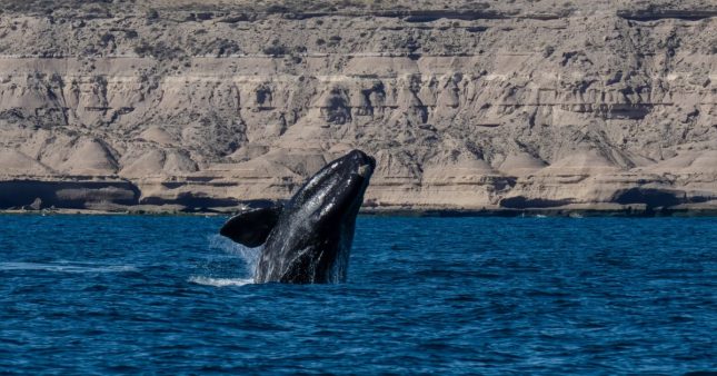Les baleines noires victimes de Donald Trump ?