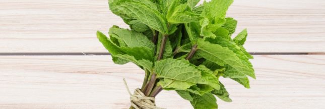 bouquet de menthe