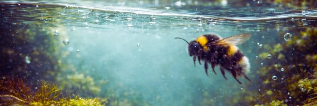 Abeille poursuivant sa descente sous l'eau
