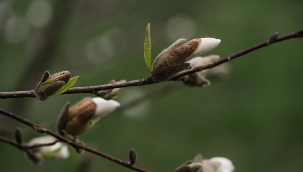 bourgeon au printemps