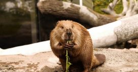 Castors : ces ingénieurs naturels qui restaurent les écosystèmes Castors : ces ingénieurs naturels qui restaurent les écosystèmes