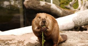 Castors : ces ingénieurs naturels qui restaurent les écosystèmes
