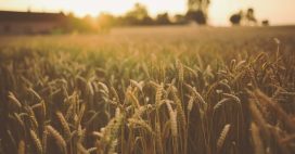 Guerre en Ukraine : une pollution invisible menace notre alimentation