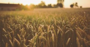 Guerre en Ukraine : une pollution invisible menace notre alimentation