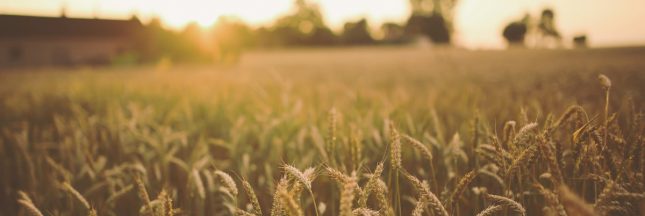 Métaux lourds, explosifs… En Ukraine, les sols agricoles sont touchés