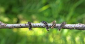 Elles sont de retour : attention aux chenilles processionnaires