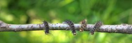 Elles sont de retour : attention aux chenilles processionnaires
